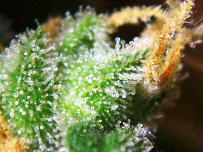 cannabis-blossom-close-up